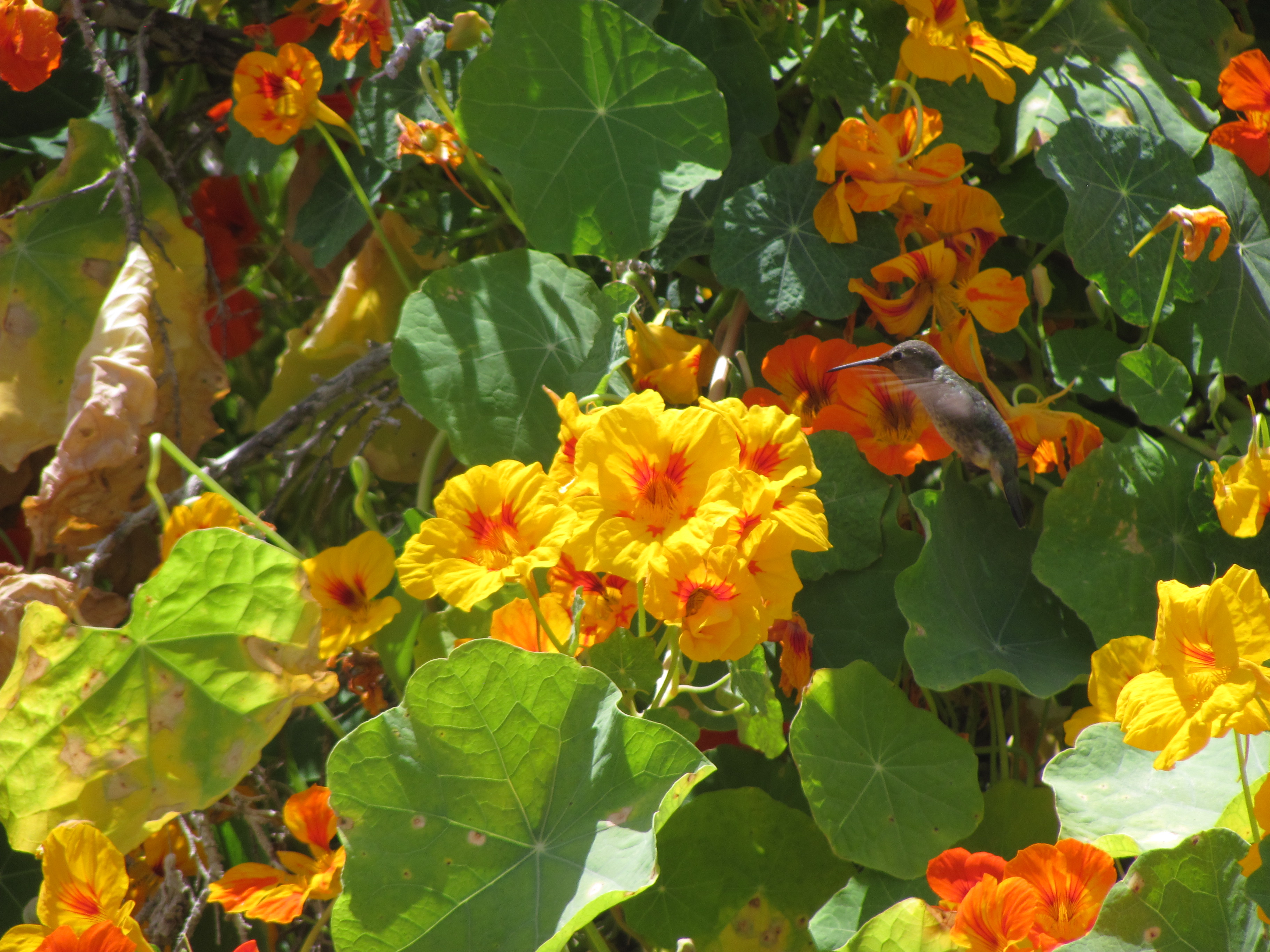 A hummingbird in flight searching for nectar among flowers near La Jolla Cove, California
