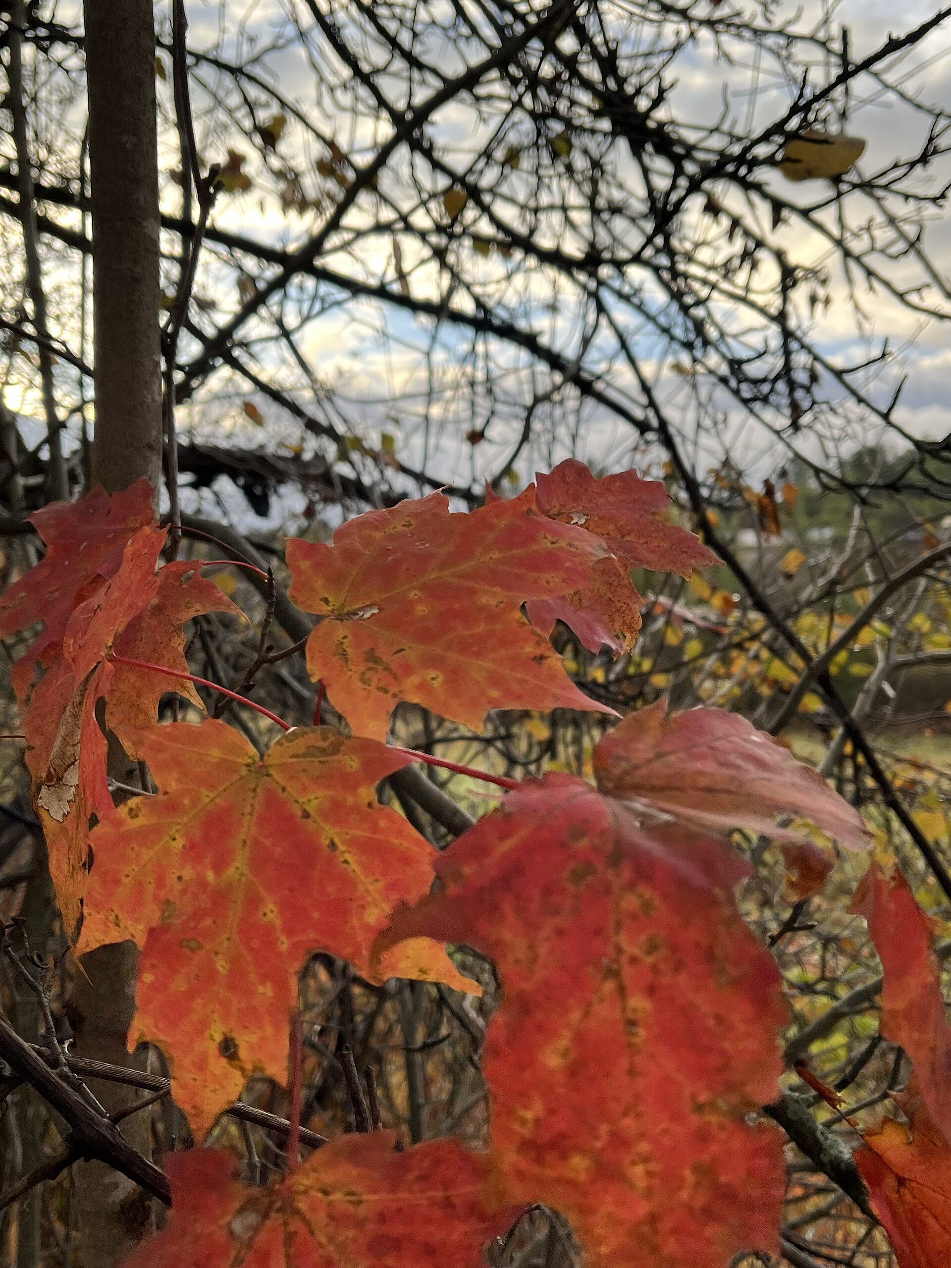File photograph of red-orange maple leaves on a chilly autumn morning in Vermont